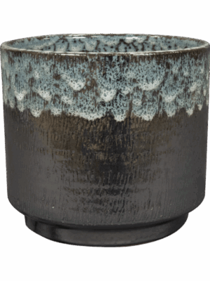 Vita D 15 H 13 cm - PlantenShop24 - 11-07-2025