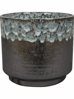 Vita D 23 H 20 cm - PlantenShop24 - 11-07-2025