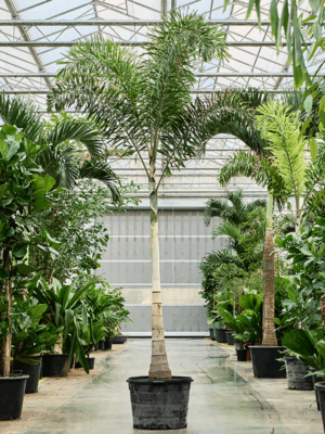 Wodyetia Bifurcata D 60 H 420 cm - PlantenShop24 - 25-07-2025