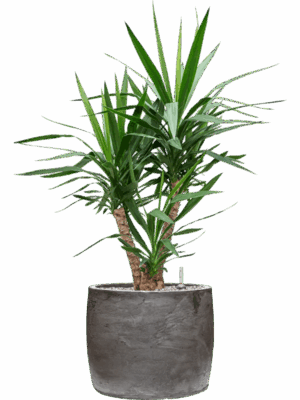 Yucca Elephantipes In Baq Algar D 27 H 112 cm - PlantenShop24 - 21-07-2025