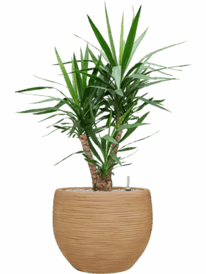 Yucca Elephantipes In Baq Dune D 27 H 119 cm - PlantenShop24 - 21-07-2025