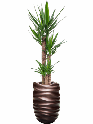 Yucca Elephantipes In Baq Gradient Lee D 22 H 175 cm - PlantenShop24 - 08-07-2025