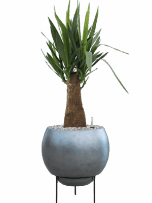 Yucca Elephantipes In Baq Metallic Silver Leaf D 19 H 80 cm - PlantenShop24 - 15-07-2025