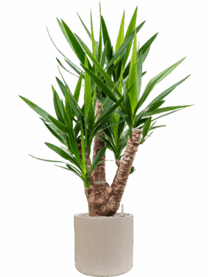 Yucca Elephantipes In Baq Raindrop D 27 H 140 cm - PlantenShop24 - 16-07-2025