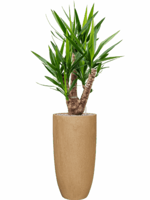 Yucca Elephantipes In Baq Raindrop D 27 H 144 cm - PlantenShop24 - 30-07-2025