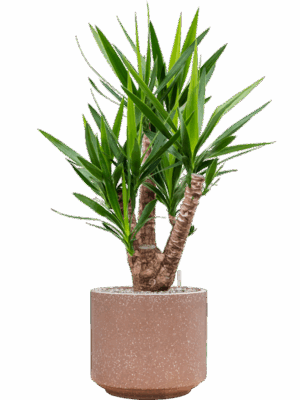 Yucca Elephantipes In Baq Terrazzo D 27 H 114 cm - PlantenShop24 - 30-07-2025