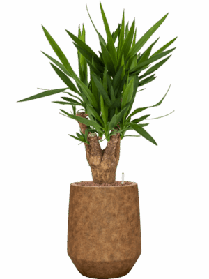 Yucca Elephantipes In Mineral D 18 H 94 cm - PlantenShop24 - 09-07-2025