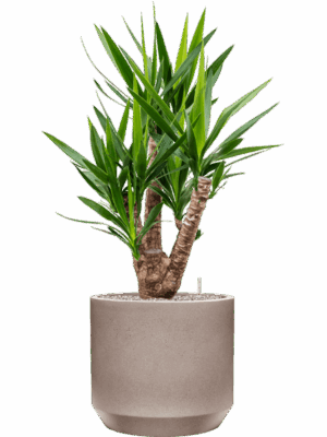 Yucca Elephantipes In Rotunda Urban D 27 H 122 cm - PlantenShop24 - 30-07-2025
