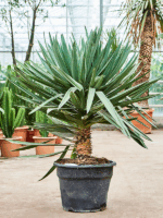 Yucca Gloriosa Lone Star D 48 H 140 cm - PlantenShop24 - 07-07-2025