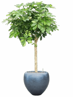 Schefflera Arb. Gold Capella In Baq Metallic Silver Leaf D 30 H 172 cm - PlantenShop24 - 12-08-2025