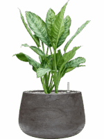 Aglaonema Chantal In Baq Algar D 24 H 68 cm - PlantenShop24 - 01-09-2025