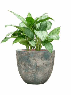Aglaonema Chantal In Baq Sandora D 28 H 85 cm - PlantenShop24 - 11-08-2025