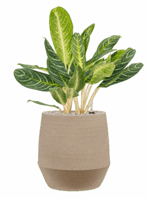 Aglaonema Key Lime In Humus D 27 H 84 cm - PlantenShop24 - 21-08-2025