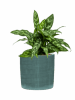Aglaonema Maria In Plain Striped D 15 H 41 cm - PlantenShop24 - 01-08-2025