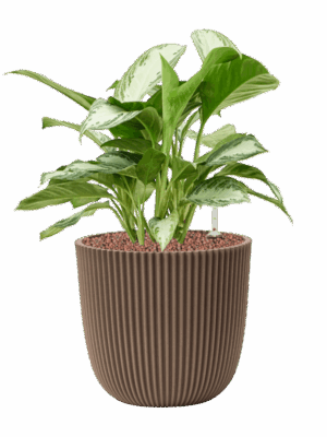 Aglaonema Silver Bay In Capi Nature Groove Made With D 22 H 49 cm - PlantenShop24 - 11-08-2025
