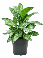 Aglaonema Stripes D 24 H 65 cm - PlantenShop24 - 05-08-2025