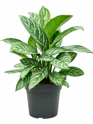 Aglaonema Stripes D 24 H 65 cm - PlantenShop24 - 05-08-2025