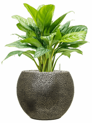 Aglaonema Stripes In Baq Opus Hit D 24 H 77 cm - PlantenShop24 - 08-08-2025