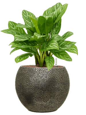 Aglaonema Stripes In Baq Opus Hit D 25 H 75 cm - PlantenShop24 - 11-08-2025
