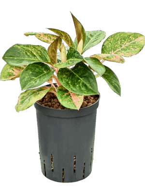 Aglaonema White Laksap D 15 H 40 cm - PlantenShop24 - 12-08-2025