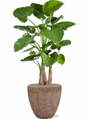 Alocasia Calidora In Baq Polystone Rough D 50 H 167 cm - PlantenShop24 - 24-08-2025