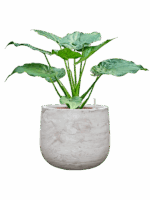 Alocasia Cucullata In Baq Algar D 22 H 84 cm - PlantenShop24 - 04-08-2025