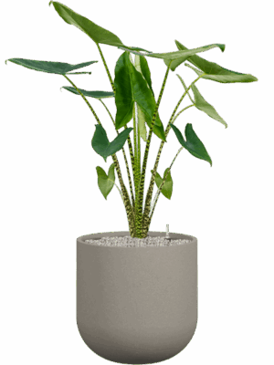 Alocasia Zebrina In Rotunda Urban D 24 H 130 cm - PlantenShop24 - 01-09-2025