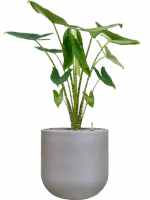Alocasia Zebrina In Rotunda Urban D 24 H 132 cm - PlantenShop24 - 01-09-2025