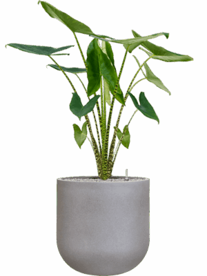 Alocasia Zebrina In Rotunda Urban D 24 H 132 cm - PlantenShop24 - 01-09-2025
