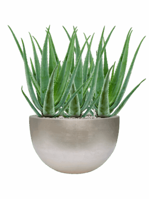 Aloe Vera Barbadensis In Baq Metallic Silver Leaf D 19 H 67 cm - PlantenShop24 - 29-08-2025