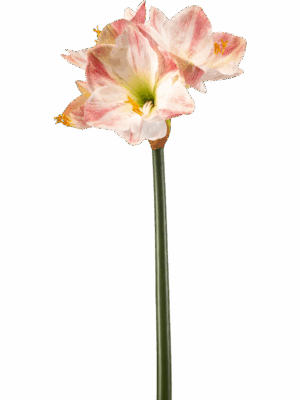 Amaryllis H 62 cm - PlantenShop24 - 29-08-2025