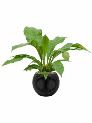 Anthurium Ellipticum Jungle Bush In Capi Nature Groove D 18 H 72 cm - PlantenShop24 - 21-08-2025