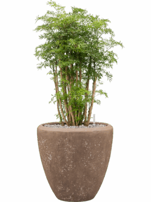 Aralia Polyscias Ming In Baq Polystone Plain D 27 H 100 cm - PlantenShop24 - 24-08-2025