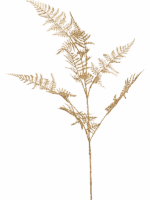 Asparagus H 85 cm - PlantenShop24 - 29-08-2025