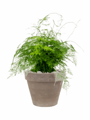 Asparagus Setaceus Plumosus In Terra Cotta D 27 H 85 cm - PlantenShop24 - 28-08-2025