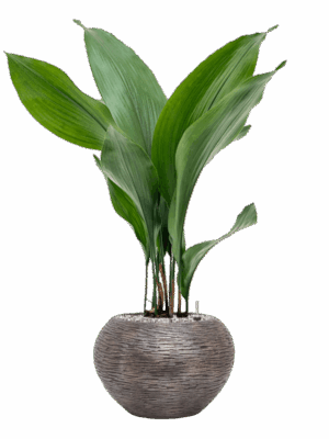 Aspidistra Elatior In Baq Luxe Lite Universe Wrinkle D 15 H 79 cm - PlantenShop24 - 19-08-2025