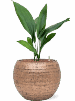 Aspidistra Elatior In Baq Opus Hammered D 15 H 76 cm - PlantenShop24 - 27-08-2025