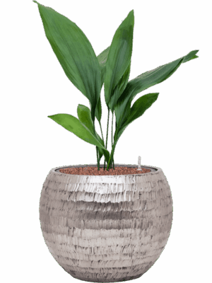 Aspidistra Elatior In Baq Opus Hammered D 15 H 76 cm - PlantenShop24 - 27-08-2025