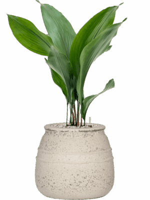 Aspidistra Elatior In Mediterranean D 15 H 72 cm - PlantenShop24 - 19-08-2025