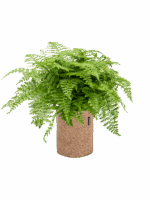 Asplenium Dimorphum Parvati In Lechuza Trendcover Cork D 27 H 63 cm - PlantenShop24 - 29-08-2025