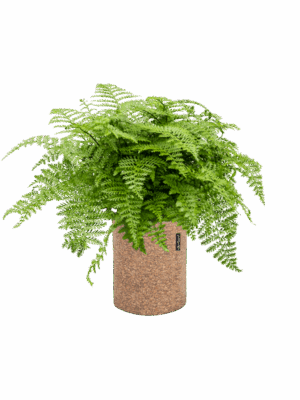 Asplenium Dimorphum Parvati In Lechuza Trendcover Cork D 27 H 63 cm - PlantenShop24 - 29-08-2025