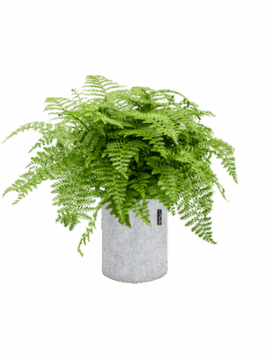 Asplenium Dimorphum Parvati In Lechuza Trendcover Felt D 27 H 63 cm - PlantenShop24 - 29-08-2025
