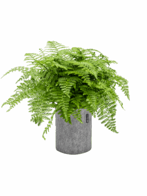 Asplenium Dimorphum Parvati In Lechuza Trendcover Felt D 27 H 63 cm - PlantenShop24 - 29-08-2025