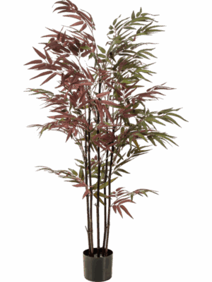 Bamboo H 130 cm - PlantenShop24 - 29-08-2025