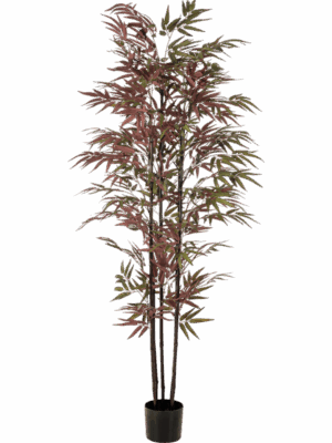 Bamboo H 180 cm - PlantenShop24 - 29-08-2025