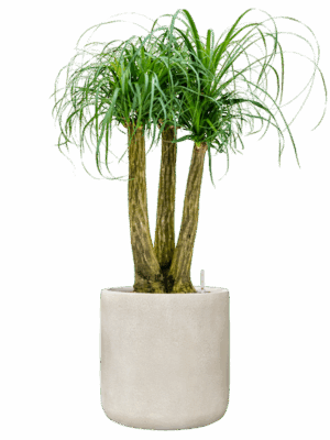 Beaucarnea Recurvata In Antwerp D 28 H 108 cm - PlantenShop24 - 28-08-2025