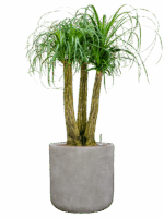 Beaucarnea Recurvata In Antwerp D 28 H 108 cm - PlantenShop24 - 28-08-2025