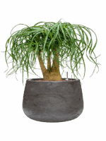 Beaucarnea Recurvata In Baq Algar D 22 H 55 cm - PlantenShop24 - 01-09-2025
