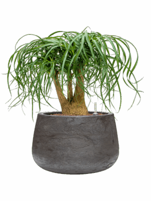Beaucarnea Recurvata In Baq Algar D 22 H 55 cm - PlantenShop24 - 01-09-2025