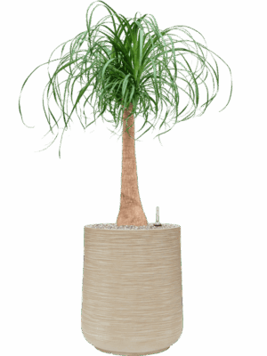 Beaucarnea Recurvata In Baq Dune D 27 H 114 cm - PlantenShop24 - 19-08-2025